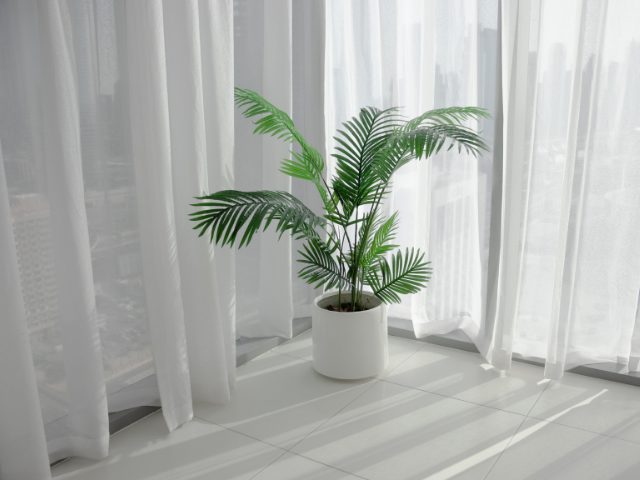 観葉植物のある部屋の画像