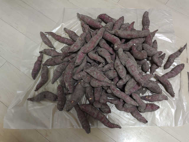 段ボールのさつまいもをすべて出した画像