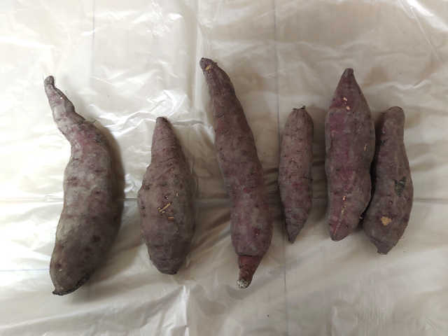 西脇市のさつまいもの画像